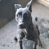 PIXELLE, chienne à adopter