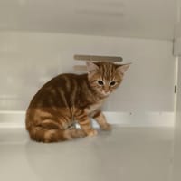 NEA, chatte à adopter