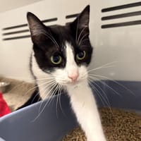 Ubert, chat à adopter