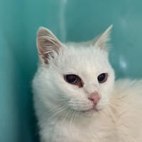 Timy, chat à adopter