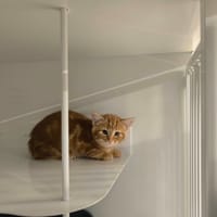 NAMI, chatte à adopter