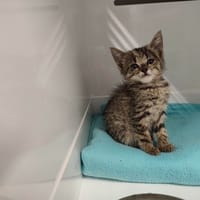 LOUNA, chatte à adopter