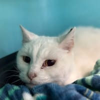 Moïse, chat à adopter