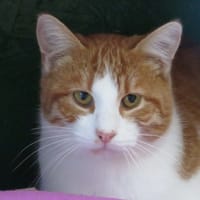 MARCEL, chat à adopter