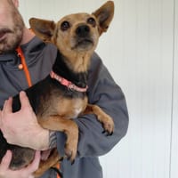 FREYA, chienne à adopter