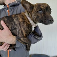 CHLOÉ, chienne à adopter