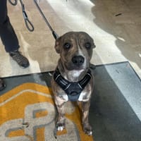 PORTOS, chien à adopter