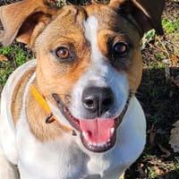 BRIQUE, chien à adopter
