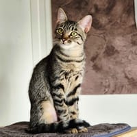 Maria, chatte à adopter