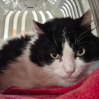 MINOU QCT, chat à adopter