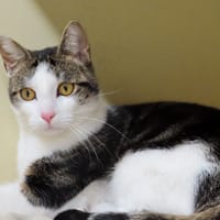 PANACHE DIT WINNIE PAB30150, chat à adopter