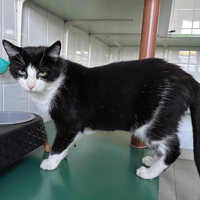 fricanne, chatte à adopter