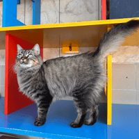 Sushi, chatte à adopter