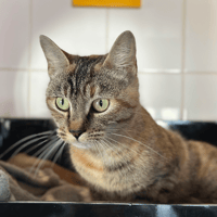 Karla, chatte à adopter