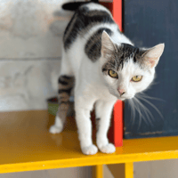 tinka, chatte à adopter