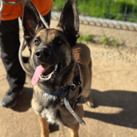 Bazil, chien à adopter