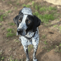 maurice (Réservé), chien à adopter