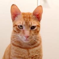 CANELLE PAB30082, chat à adopter