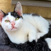 SHAYANMEHR PAB30086, chat à adopter
