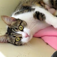 ASTRA PAB30073, chatte à adopter