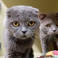 PAB29173 GUENIEVRE EN DUO AVEC LEODAGAN, chatte à adopter