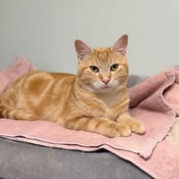 KIP, chat à adopter
