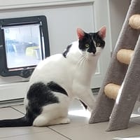 FREEWAY QCT, chat à adopter