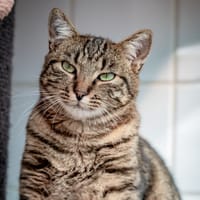 KIMKO, chat à adopter