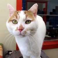 SEKANI PAB29072, chat à adopter