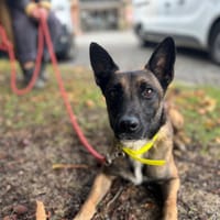 DJANGO, chien à adopter