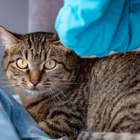 FUAR, chatte à adopter