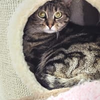 chucky, chatte à adopter