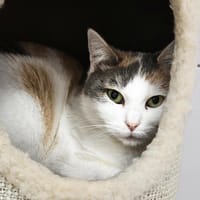 KARA, chatte à adopter