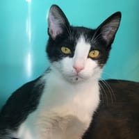 bouba, chat à adopter