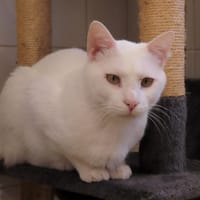 SNOW PAB28816, chat à adopter