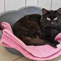 MALIBU, chat à adopter