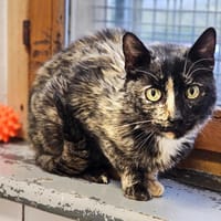 Sukini, chatte à adopter