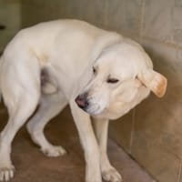 FITO, chien à adopter