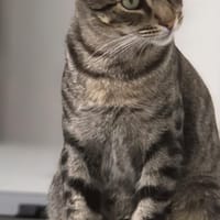 PEGGY, chatte à adopter