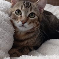 CALISSON, chat à adopter