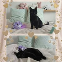 BABYLONE, chatte à adopter