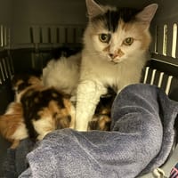 kalissy, chatte à adopter