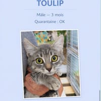 toulip, chatte à adopter