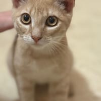 maiqui, chat à adopter