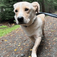 Harvey, dog to adopt