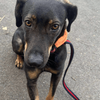 Mr Bean, dog to adopt