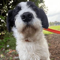 Dylan, dog to adopt