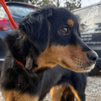 Frank, dog to adopt