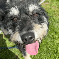 Mabel, female dog to adopt
