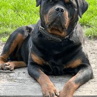 Kimi, female dog to adopt